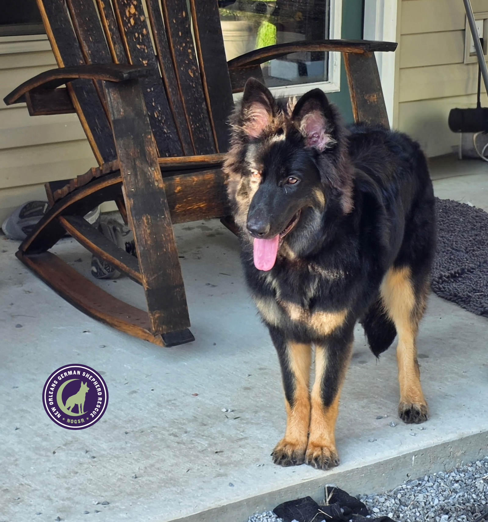 Nova, German Shepherd Dog