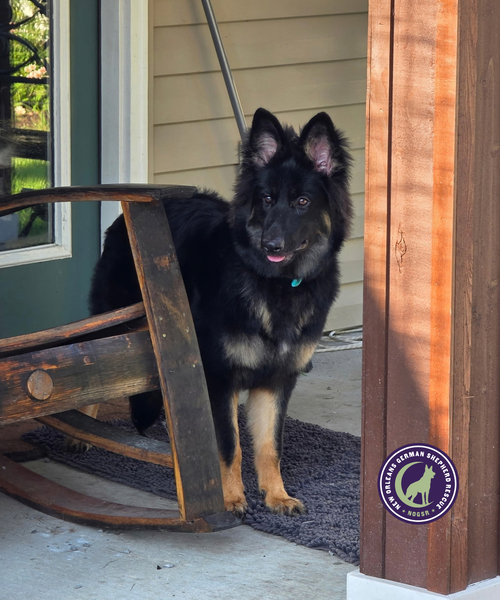 Photo 3 of Nova