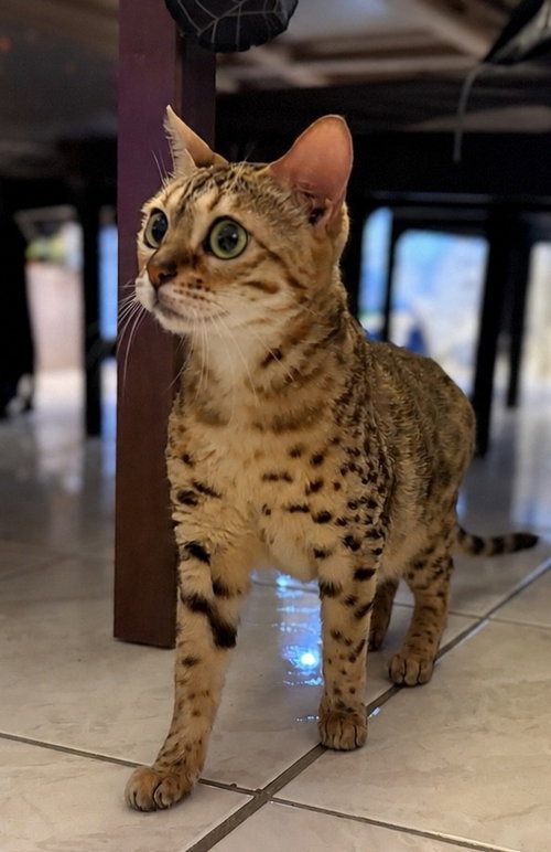 Aphrodite, an adoptable Bengal in Intercession City, FL