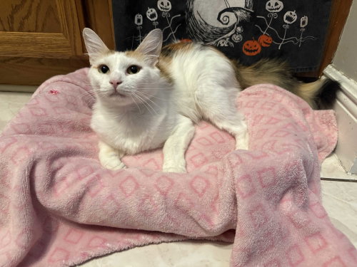 Aurora, an adoptable Calico in Intercession City, FL