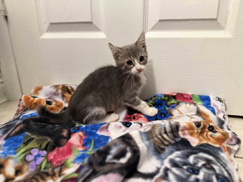 Beignet, an adoptable Bobtail in Intercession City, FL