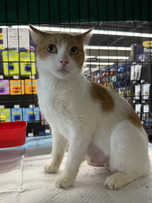 Candy Corn, an adoptable Domestic Short Hair in Intercession City, FL