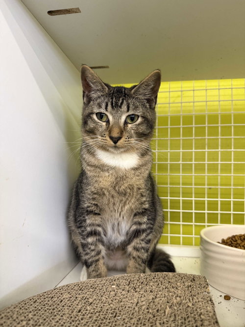 Carina Smyth, an adoptable Tabby in Intercession City, FL