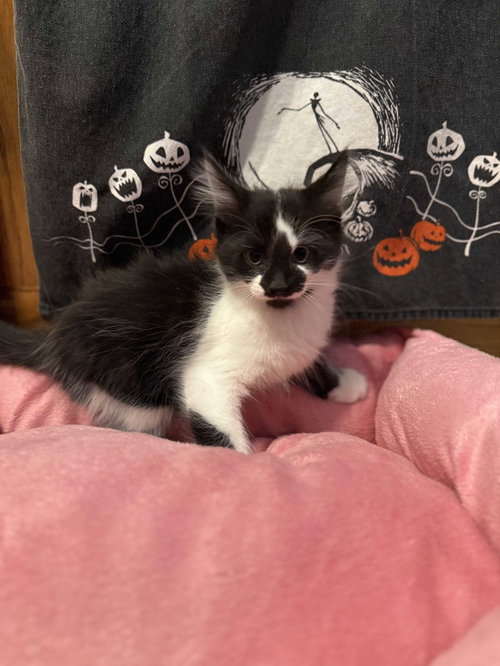 Cheeseburger, an adoptable Domestic Long Hair in Intercession City, FL