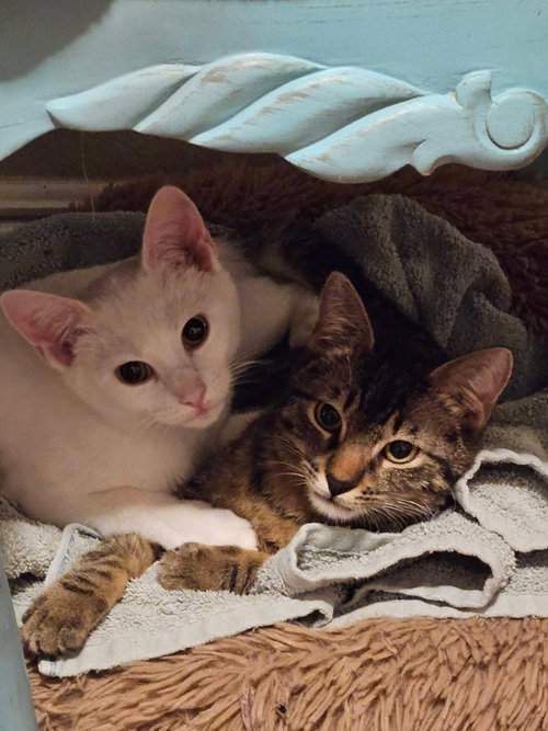 Chunk Norris, an adoptable Domestic Short Hair in Intercession City, FL