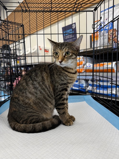 Dove, an adoptable Tabby in Intercession City, FL