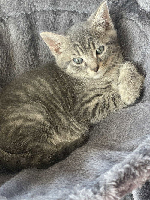 Edwin, an adoptable Domestic Short Hair in Intercession City, FL