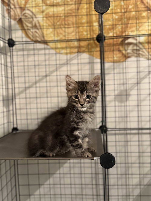 French Toast, an adoptable Domestic Long Hair in Intercession City, FL