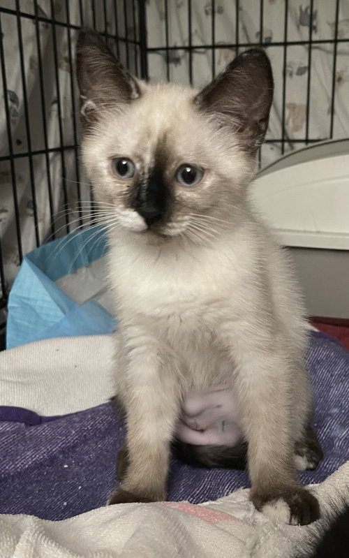Glaceon, an adoptable Siamese in Intercession City, FL