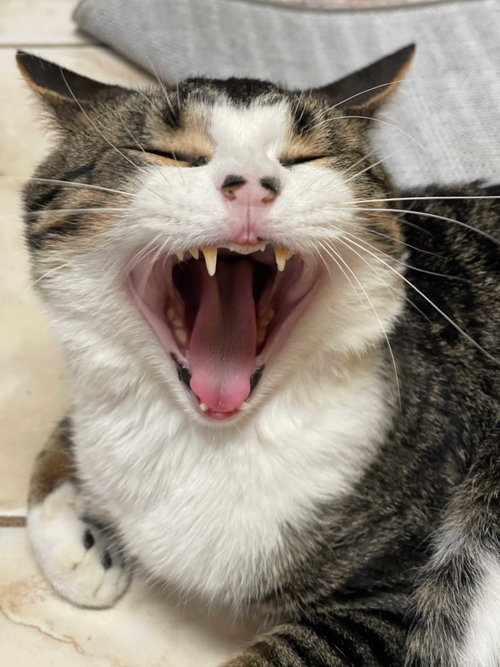 Gon, an adoptable Domestic Short Hair in Intercession City, FL