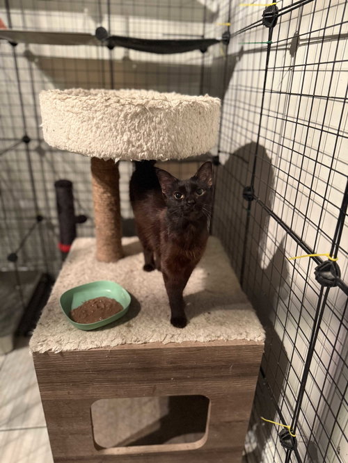 Hera, an adoptable Domestic Long Hair in Intercession City, FL