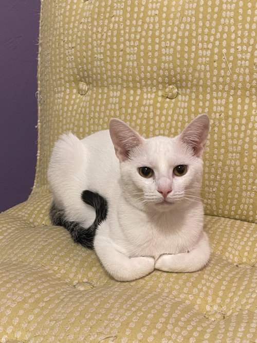 Lenny, an adoptable Domestic Short Hair in Intercession City, FL
