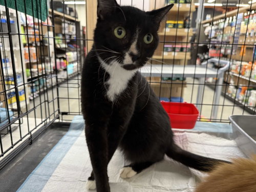 Marion, an adoptable Domestic Short Hair in Intercession City, FL