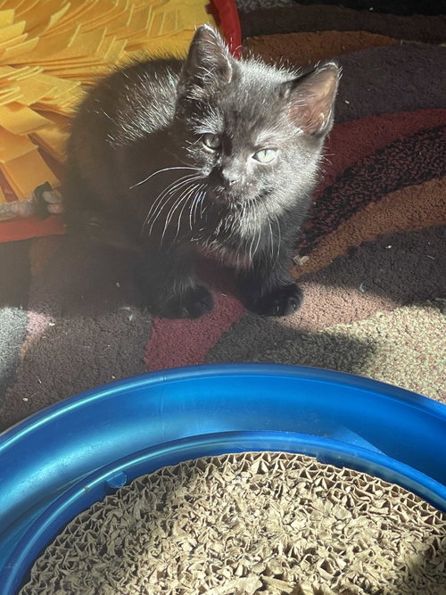 Maurice, an adoptable Domestic Short Hair in Intercession City, FL