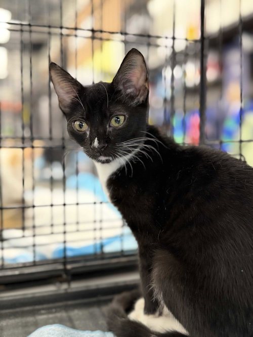 Merryweather, an adoptable Domestic Short Hair in Intercession City, FL
