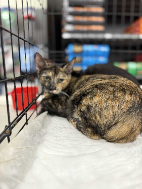 Minnie, an adoptable Domestic Short Hair in Intercession City, FL