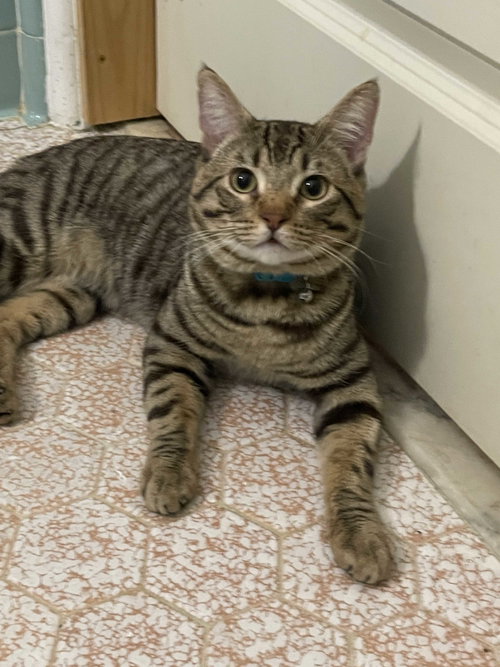 Mocha, an adoptable Tabby in Intercession City, FL