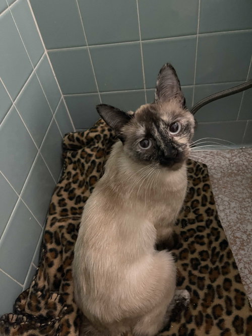 Mynx, an adoptable Siamese in Intercession City, FL
