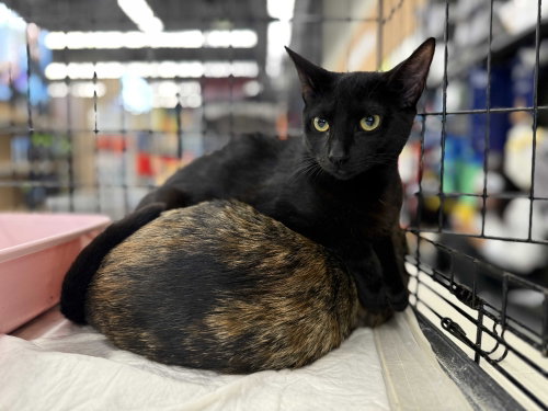Nxy, an adoptable Domestic Short Hair in Intercession City, FL