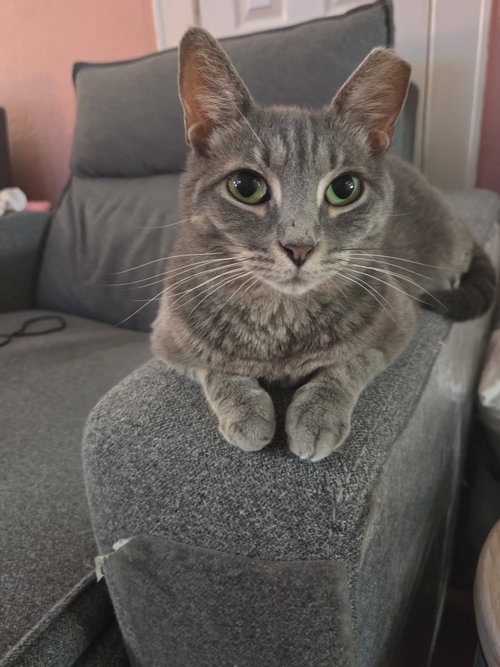 Olivia, an adoptable Domestic Short Hair in Intercession City, FL