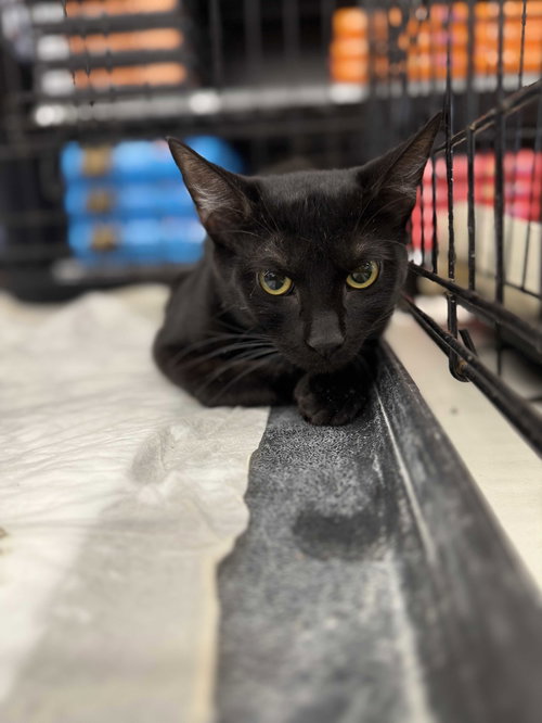 Pepper, an adoptable Domestic Short Hair in Intercession City, FL