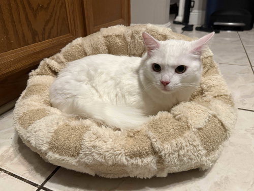 Shimmer, an adoptable Domestic Long Hair in Intercession City, FL