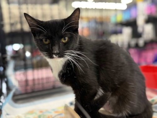 Sweet Pea, an adoptable Domestic Short Hair in Intercession City, FL