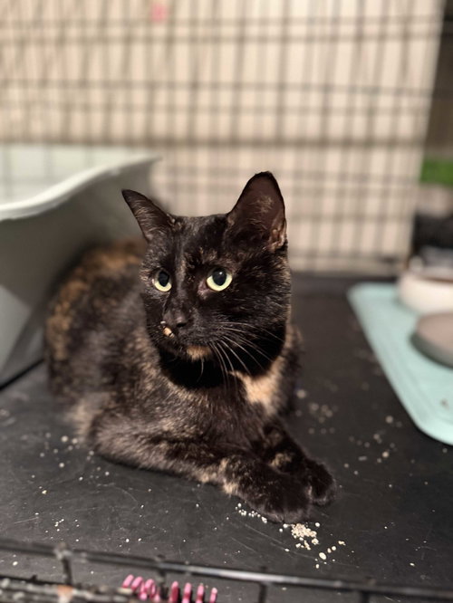 Talia, an adoptable Domestic Short Hair in Intercession City, FL