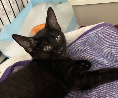 Umbreon, an adoptable Domestic Short Hair in Intercession City, FL