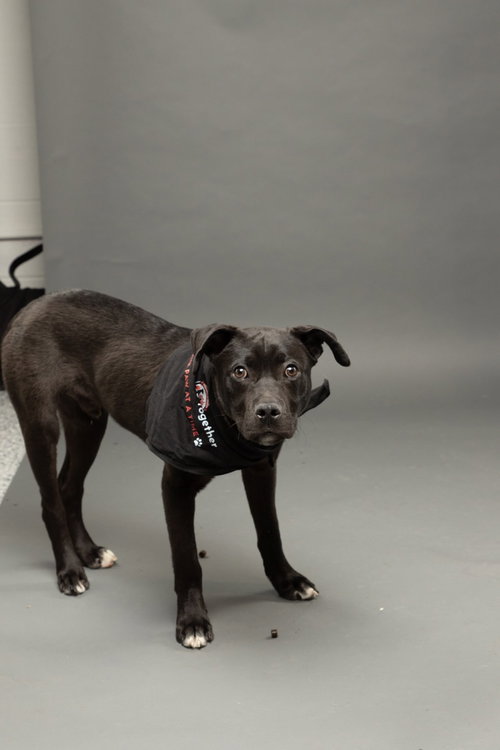 Ace, an adoptable Labrador Retriever in Livonia, MI