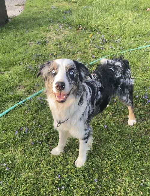 Auzzie, an adoptable Australian Shepherd in Livonia, MI