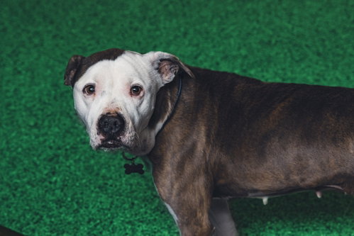 Blu, an adoptable American Pit Bull Terrier in Livonia, MI