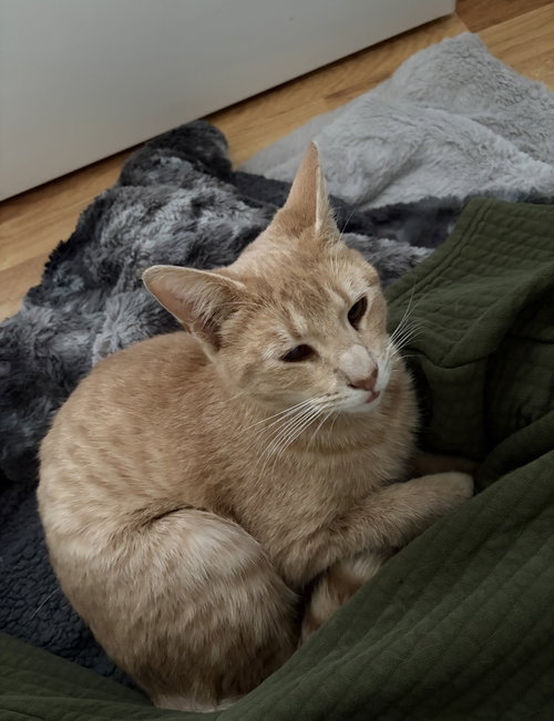 Messmer, an adoptable Domestic Short Hair in Livonia, MI