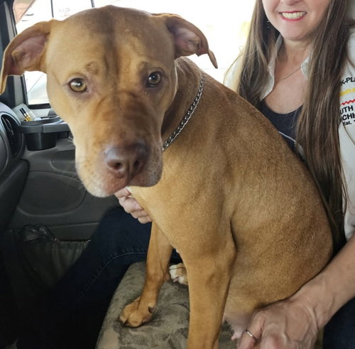 Mila, an adoptable Boxer in Livonia, MI