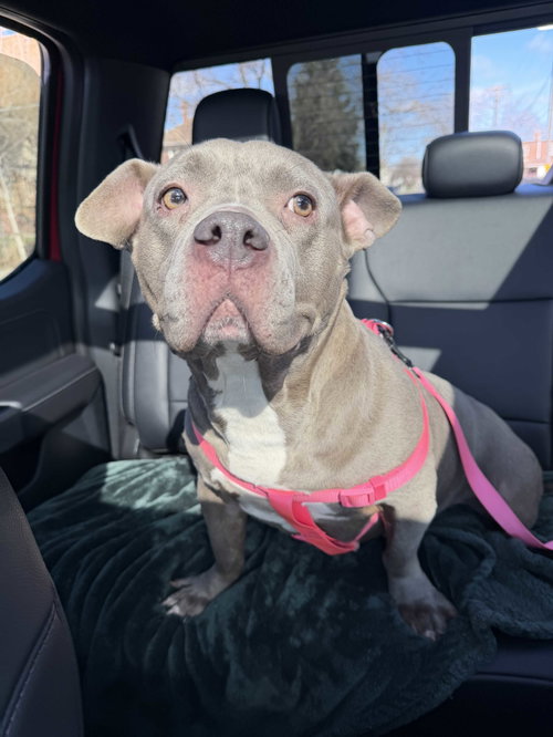 Reyna, an adoptable Bull Terrier in Livonia, MI