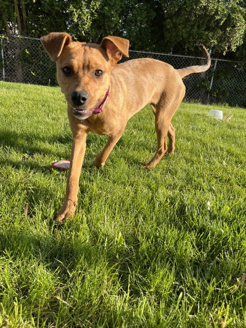 Zaria, an adoptable Rottweiler in Livonia, MI