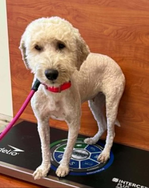 Laney, an adoptable Portuguese Water Dog in Wesley Chapel, FL