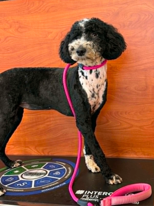 Dolly, an adoptable Portuguese Water Dog in Wesley Chapel, FL