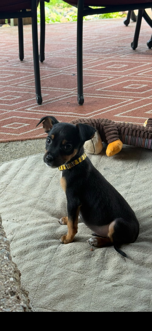 Bordeaux, an adoptable Australian Shepherd in richmond, KY
