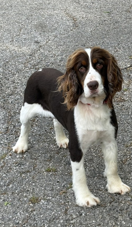 Hank, an adoptable English Springer Spaniel in richmond, KY