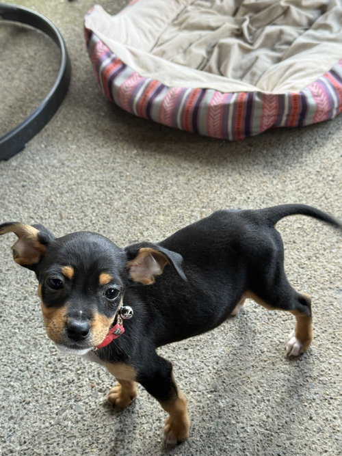 Malbec, an adoptable Australian Shepherd in richmond, KY