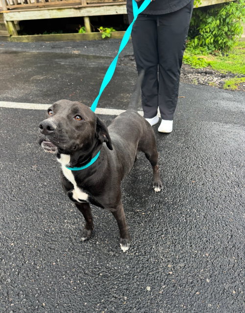 Merry, an adoptable Labrador Retriever in richmond, KY