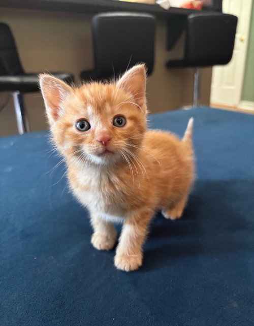 Phil, an adoptable Domestic Short Hair in richmond, KY