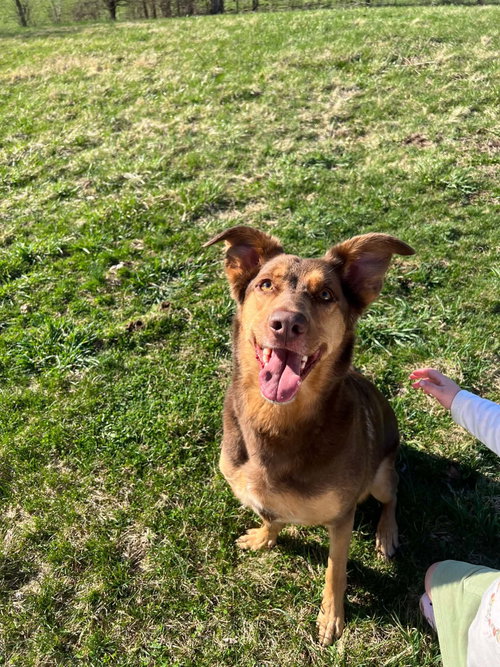 Reese, an adoptable German Shepherd Dog in richmond, KY