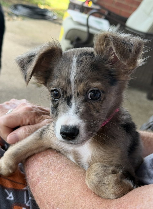 Riesling, an adoptable Australian Shepherd in richmond, KY