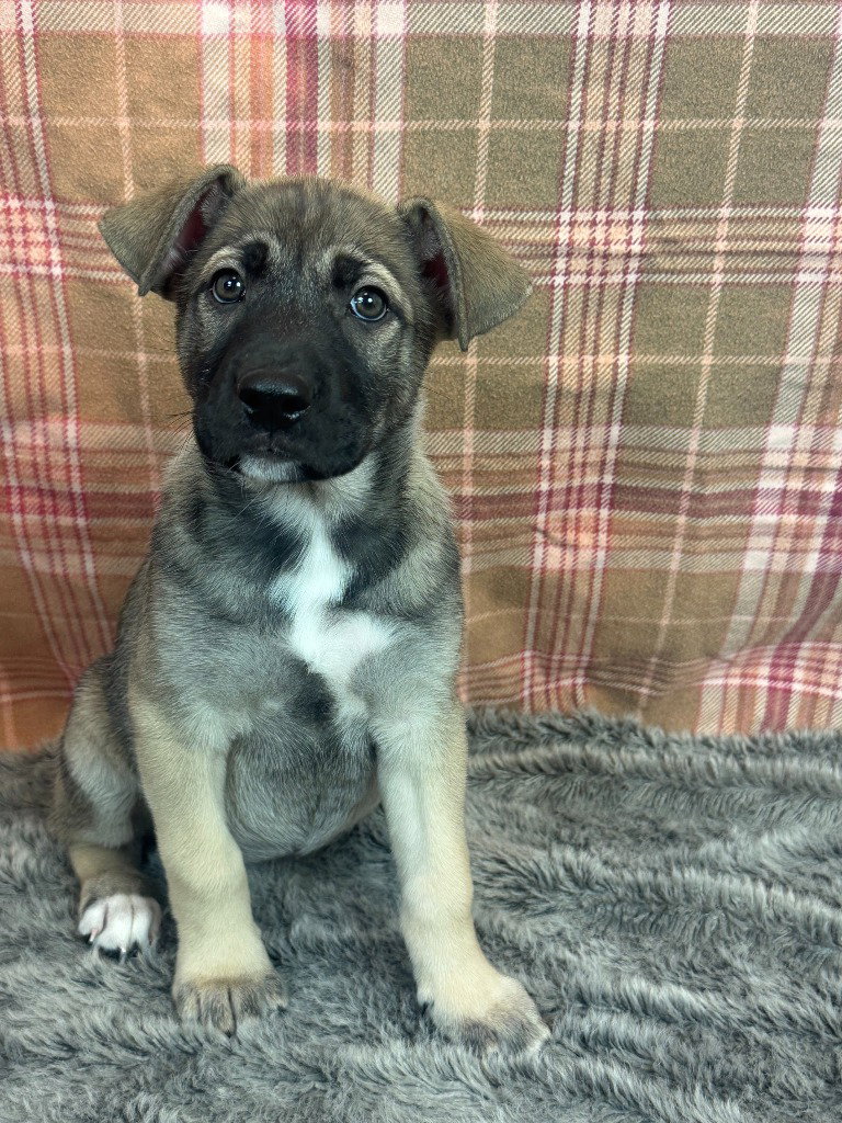 Pimienta