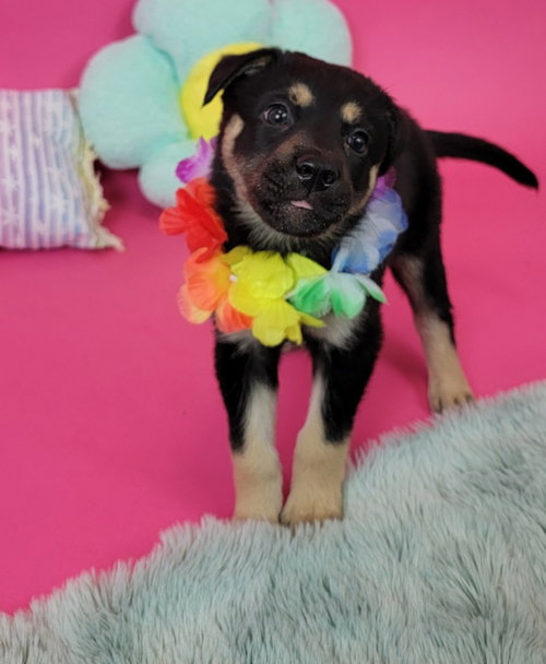 Mowgli