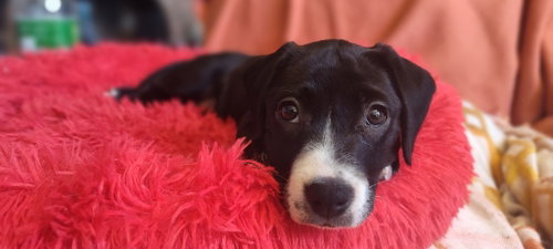 Leia Skybarker