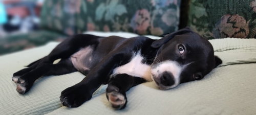 Leia Skybarker photo 3