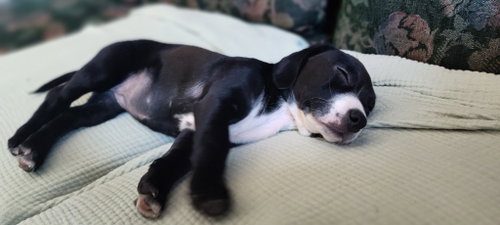 Leia Skybarker photo 4